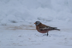 Leucosticte tephrocotis littoralis
