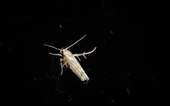 Stathmopoda plumbiflua