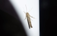 Stathmopoda plumbiflua