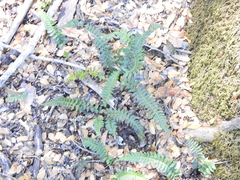 Blechnum penna-marina