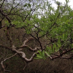 Bursera galeottiana
