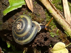 Labyrinthus uncigerus