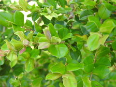 Luma apiculata