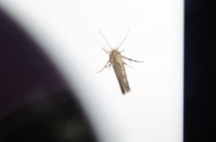 Stathmopoda plumbiflua