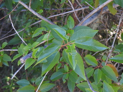 Aristotelia chilensis