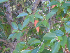 Aristotelia chilensis