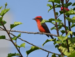 Pyrocephalus rubinus