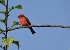 Pyrocephalus rubinus