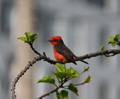 Pyrocephalus rubinus