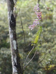 Epidendrum pseudoschumannianum