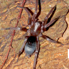 Hypodrassodes maoricus