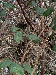 Psaltriparus minimus minimus