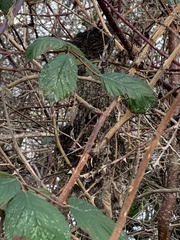 Psaltriparus minimus minimus