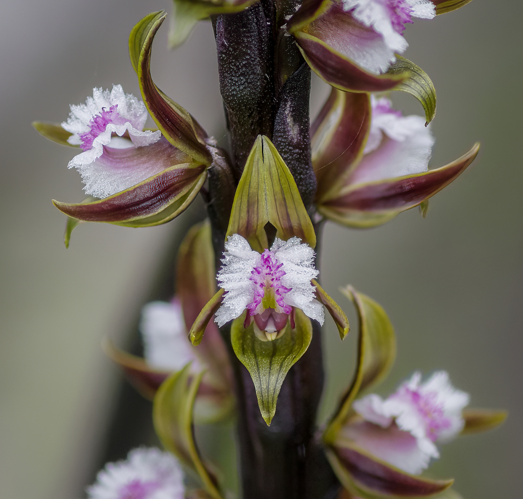 Fringed Leek Orchid