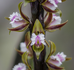 Prasophyllum fimbria