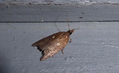 Planotortrix excessana