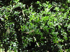Rhaphithamnus spinosus