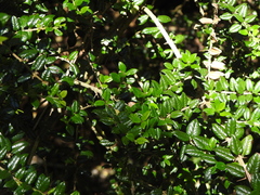 Rhaphithamnus spinosus
