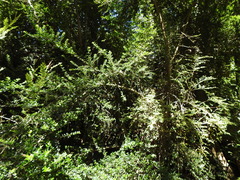 Rhaphithamnus spinosus