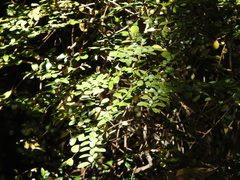 Rhaphithamnus spinosus