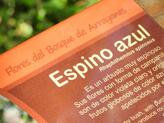 Rhaphithamnus spinosus