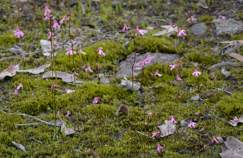 Utricularia multifida R.Br.