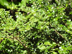 Azara microphylla