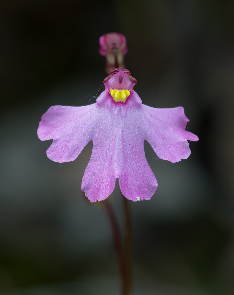 Utricularia multifida R.Br. 2