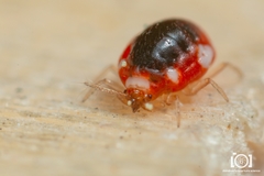 Coniopteryginae