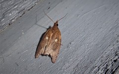 Planotortrix excessana