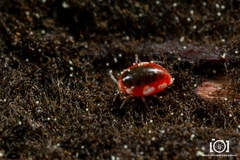 Coniopteryginae