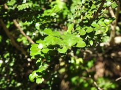 Azara microphylla