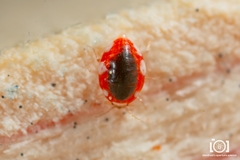 Coniopteryginae