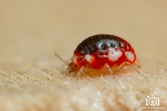 Coniopteryginae