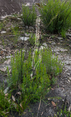 Prasophyllum fimbria