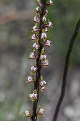 Prasophyllum fimbria