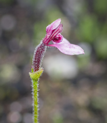 Eriochilus scaber