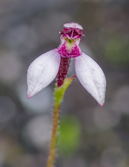 Eriochilus scaber