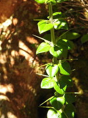 Rhaphithamnus spinosus