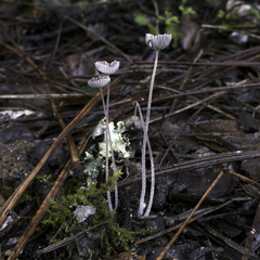 Coprinopsis stercorea