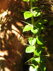 Rhaphithamnus spinosus