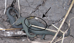 Notophthalmus meridionalis