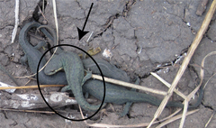 Notophthalmus meridionalis