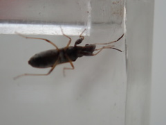 Neopamera bilobata