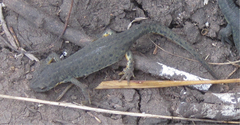 Notophthalmus meridionalis