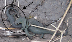 Notophthalmus meridionalis