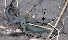 Notophthalmus meridionalis