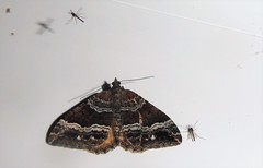 Hydriomena deltoidata