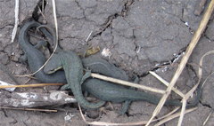 Notophthalmus meridionalis