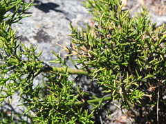 Colletia